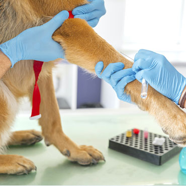 blood test